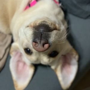 Meet your Posher, Myipadisawesome